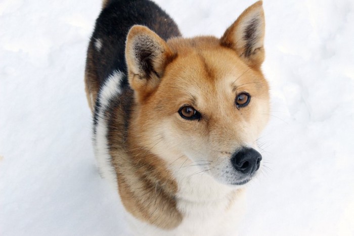 雪の中を歩く犬の顔アップ
