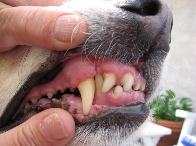 犬の歯茎