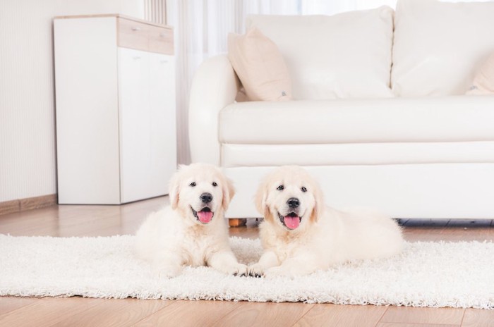 白い部屋のカーペットの上でくつろぐ二匹の子犬