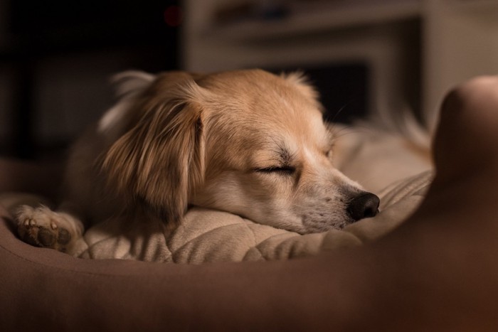 犬用ベッドで気持ち良さそうに眠る犬