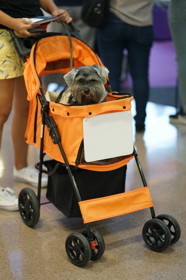 オレンジ色のペットカートに乗る犬