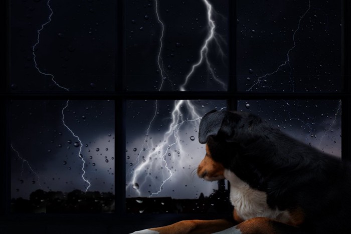 雷を見つめる犬