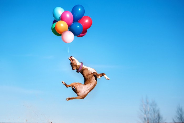 ジャンプして風船を捕まえる犬