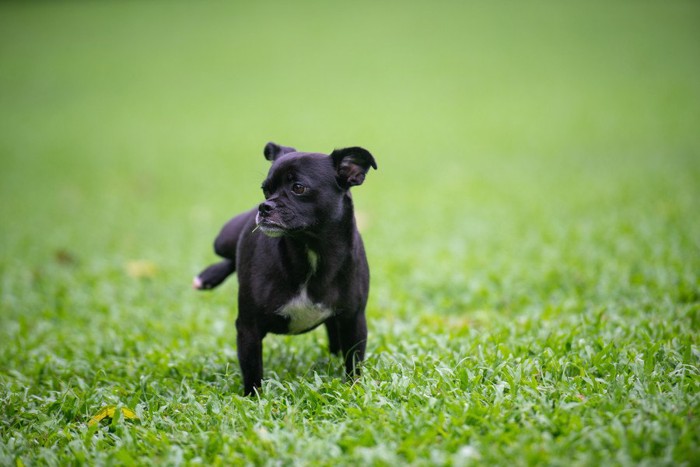 芝生でおしっこする黒い犬