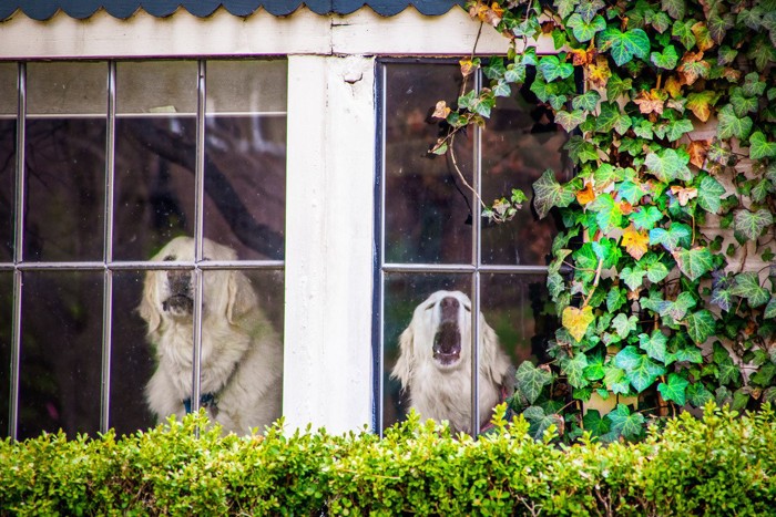 窓の外に向かって吠える大型犬二頭