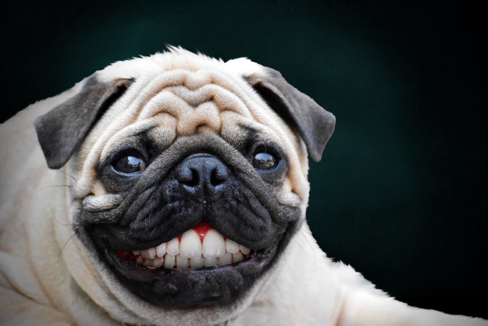 歯茎をだして笑っているように見える犬