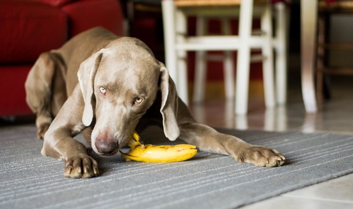 バナナを食べている犬