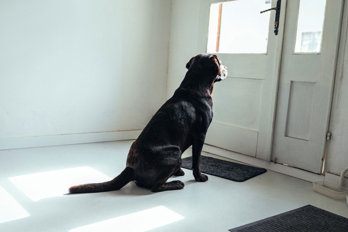 白いドアの外を見つめる犬