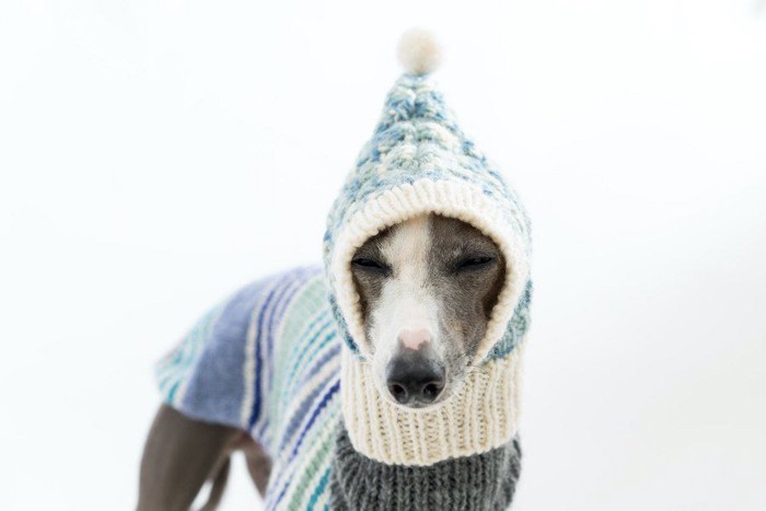 セーターを着てニットの帽子をかぶった寒そうな表情の犬