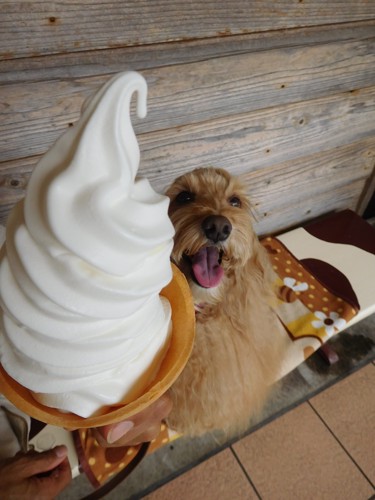 ソフトクリームと嬉しそうな愛犬