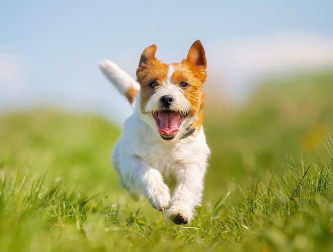芝生を笑顔で走る犬