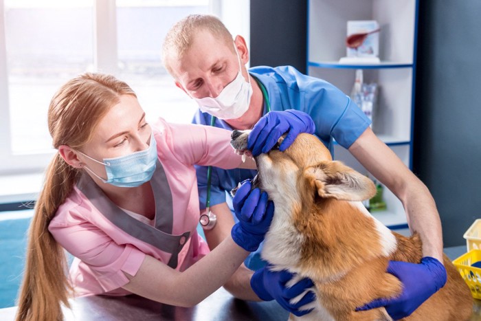 動物病院で受診中の犬