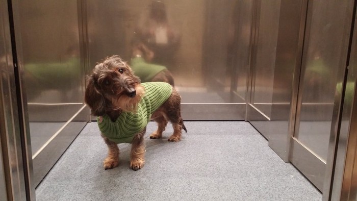 エレベーター内で首をかしげる犬