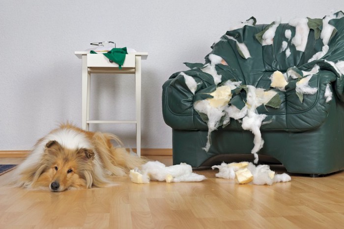 破壊したソファーのそばでふて腐れている犬