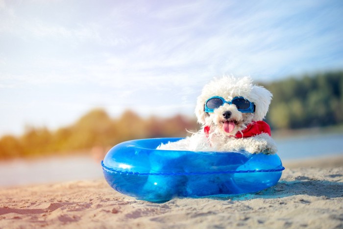 サングラスを着用した白い犬、青い浮き輪