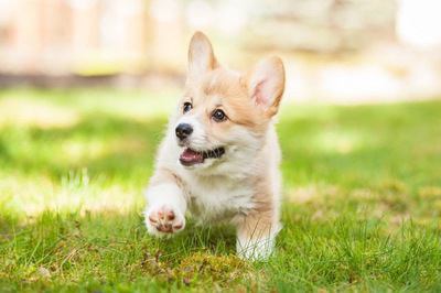 芝生の上を歩くコーギーの幼犬