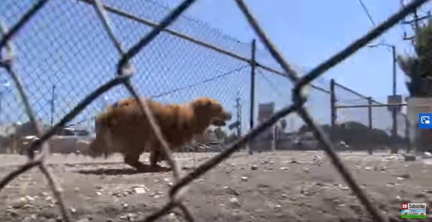 フェンスの内側を走る犬
