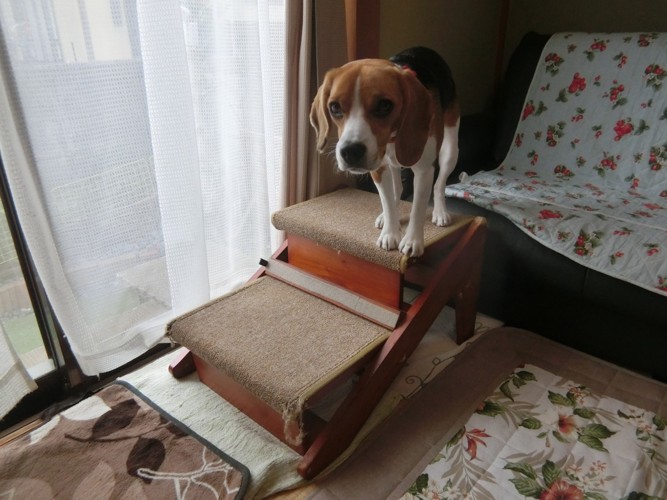 木製ステップと犬の横長写真