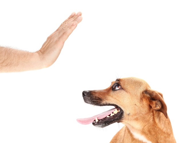 犬にストップの指示を出す人の手