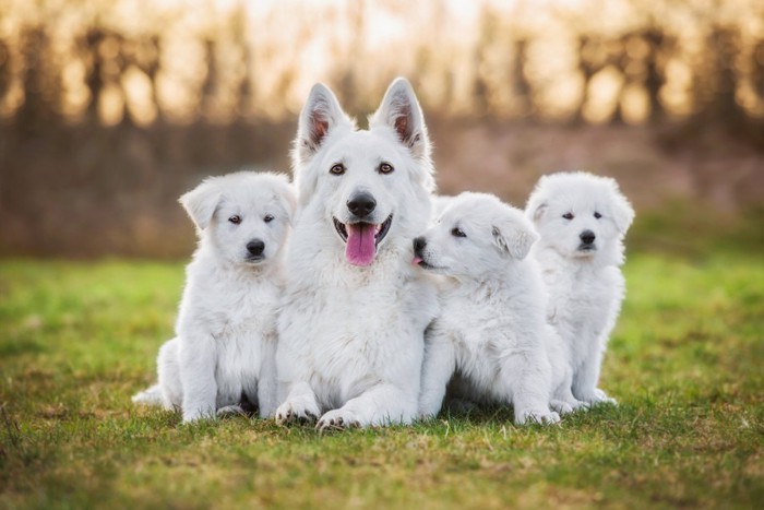 ホワイトシェパードの母犬と子供たち
