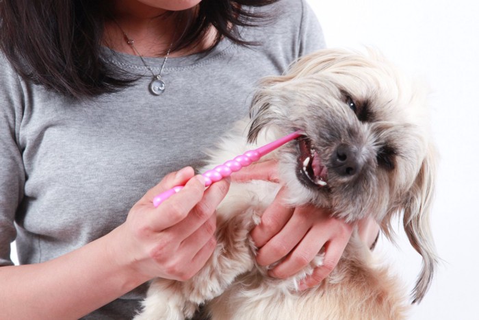 歯磨きを嫌がる犬に歯磨き
