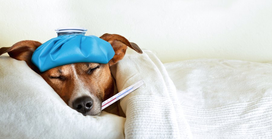 体温計と風邪をひいて眠る犬