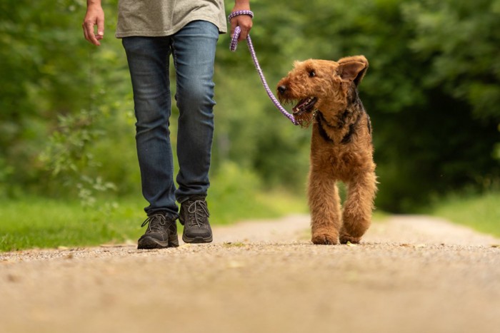 散歩する茶色い犬
