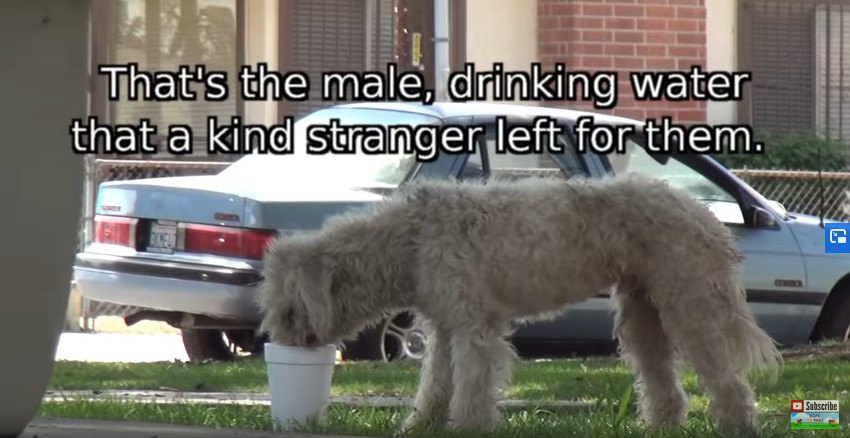 プラスチック容器から水を飲む犬