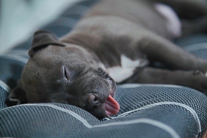 舌を出して寝ている犬