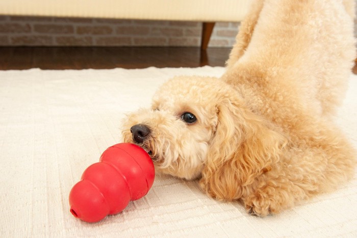 赤いコングで遊ぶ犬