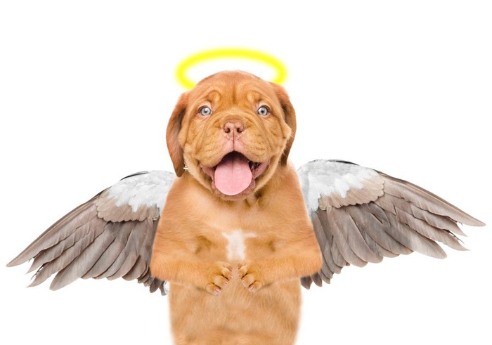 天使の羽と輪をつけた犬