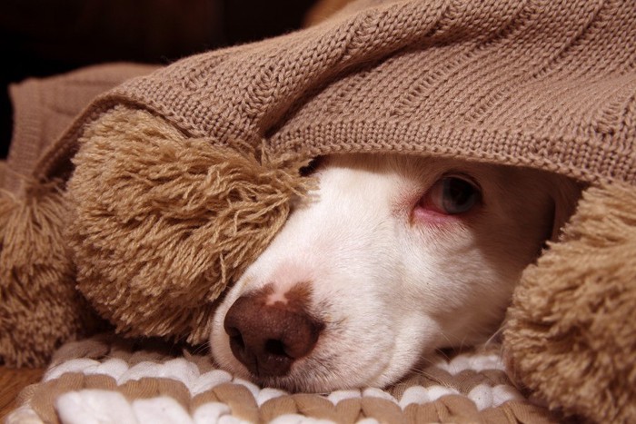 毛布に潜る犬