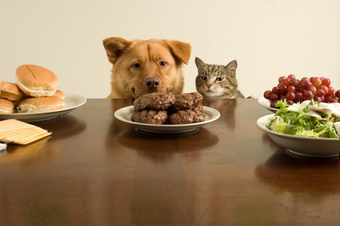 ご飯を狙う犬と猫