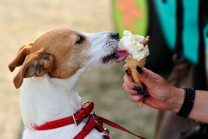 アイスを食べている犬