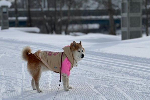 雪散歩