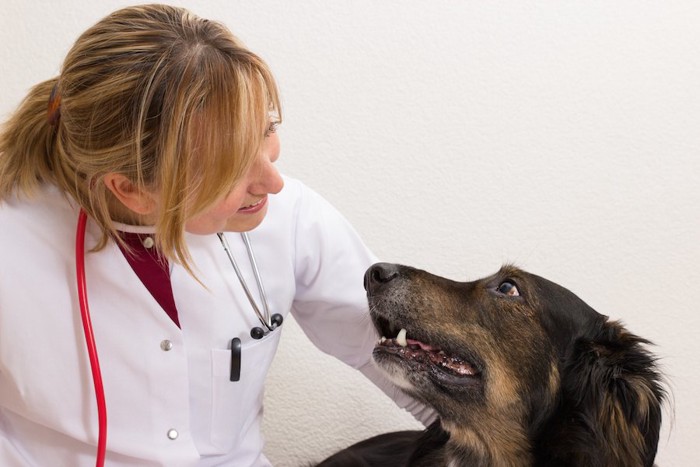 見つめ合う犬と獣医師