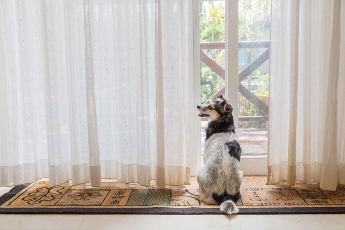 カーテンの隙間から外を見る犬