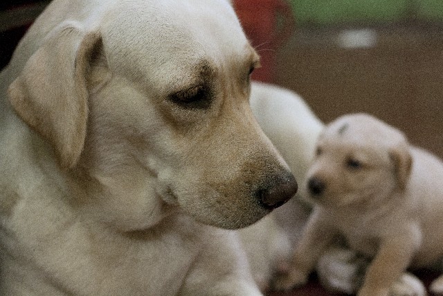 母犬と子犬