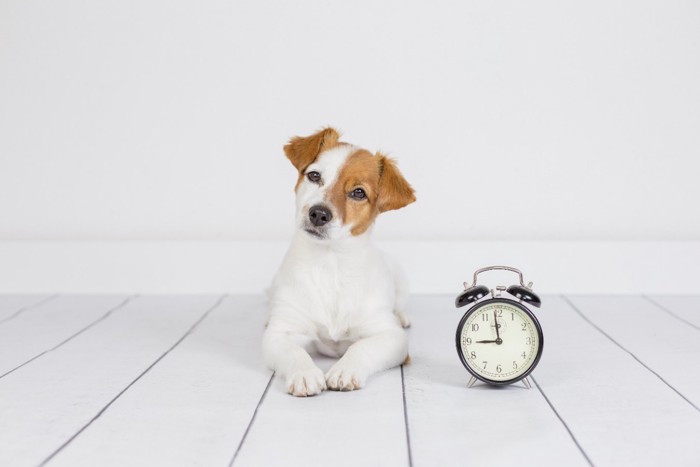犬と時計