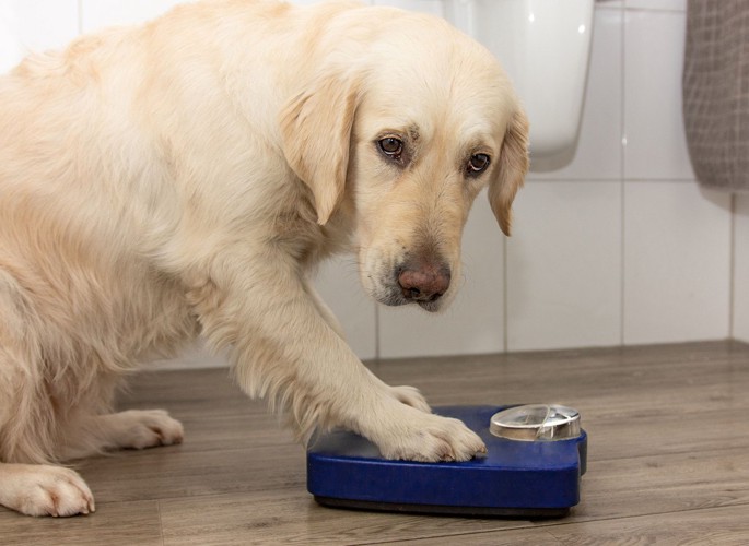 体重計に手をかける犬