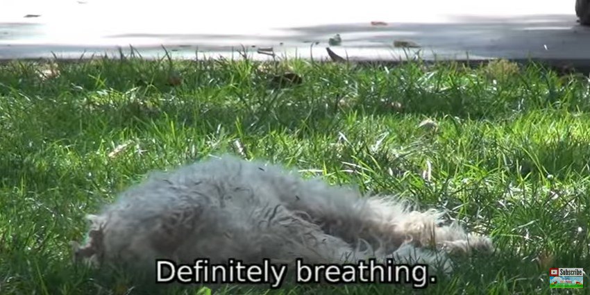 草の上に寝る犬