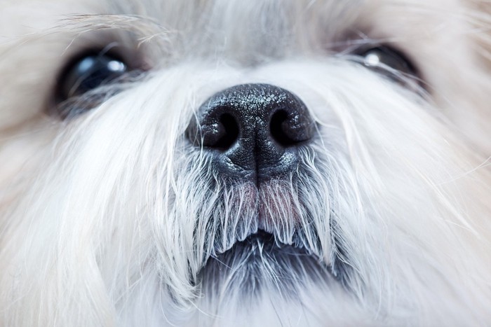 白い犬の鼻