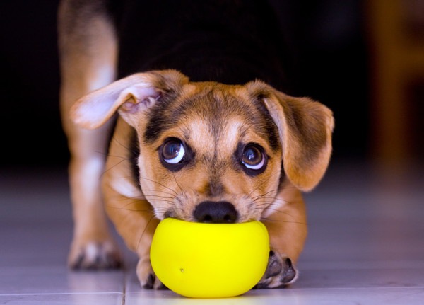 ボールをくわえて見る犬