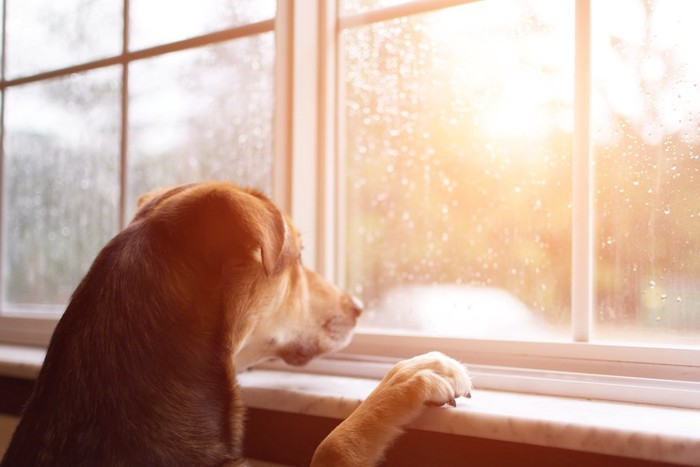 窓辺で外を見つめている犬