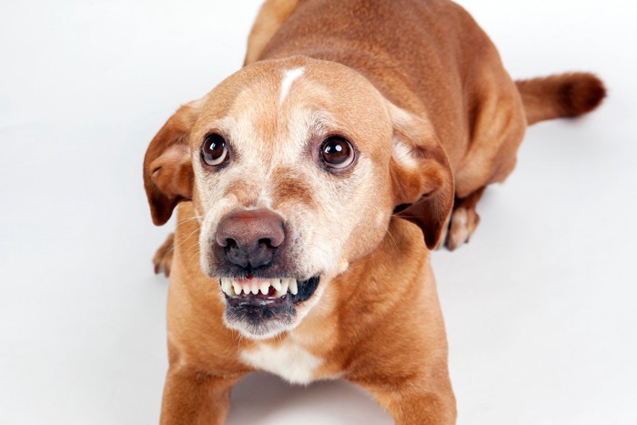 牙を剥く茶色い犬