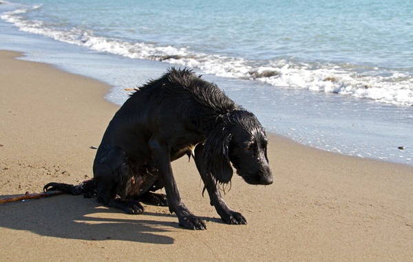 砂浜で具合の悪そうな黒い犬