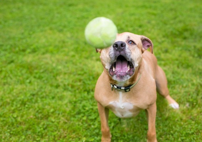 飛んでくるボールをキャッチしようとする犬