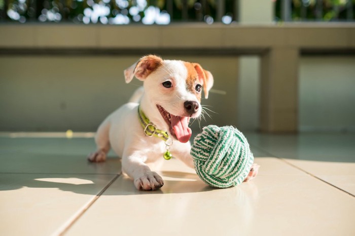 毛糸玉で遊ぶジャックラッセルテリアの子犬