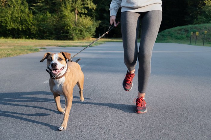 道路を一緒に走る女性と犬