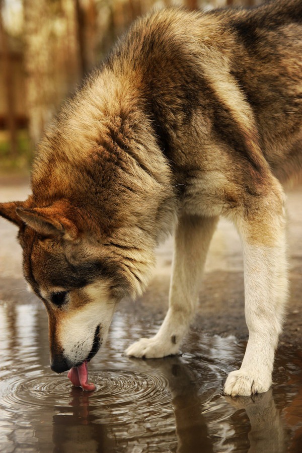 水たまりの水を飲む犬
